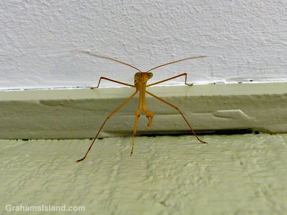 Praying Mantis staring