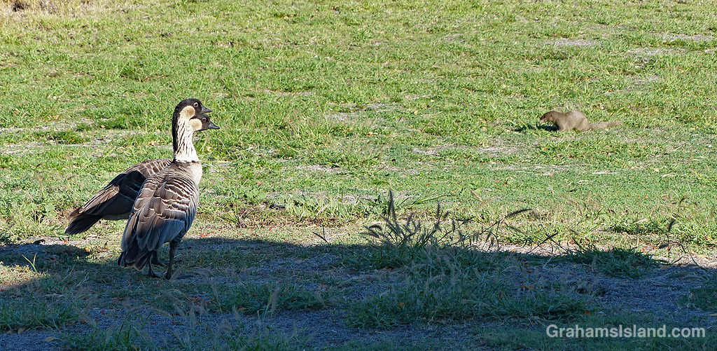Two Nene and mongoose