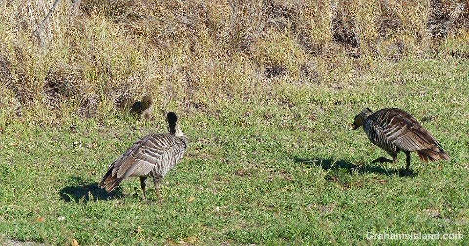 Two Nene face a mongoose