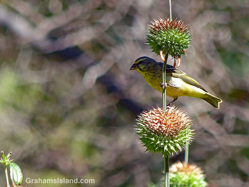 Yellow-fronted Canary on Leonotis leonurus