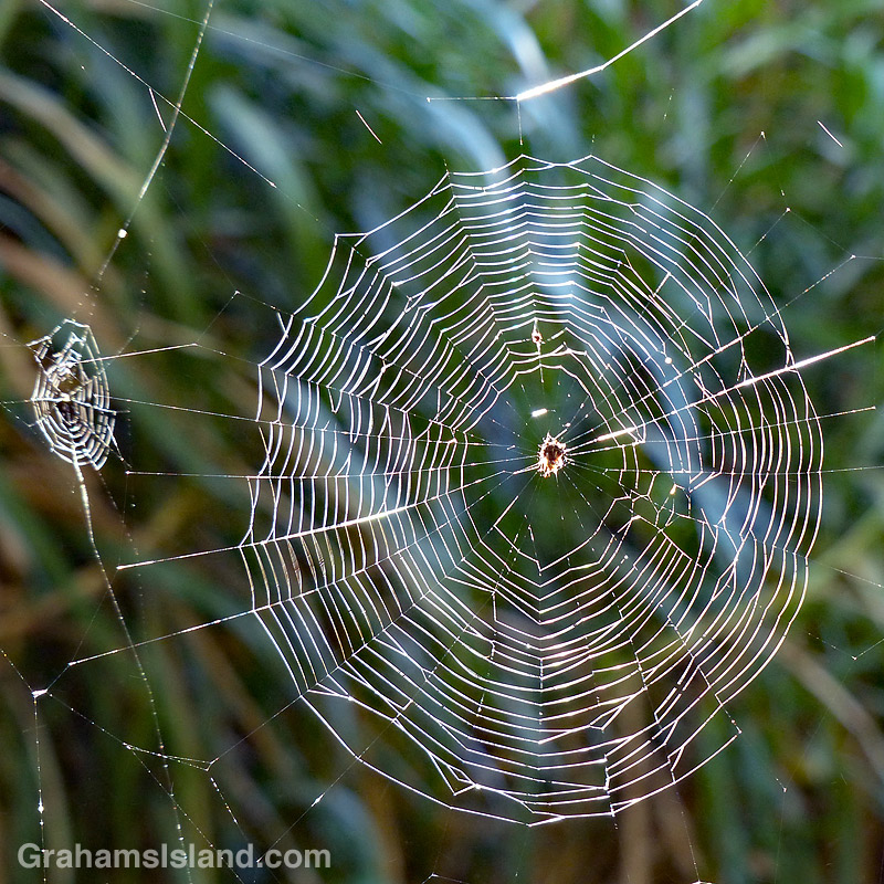 Crab spider web