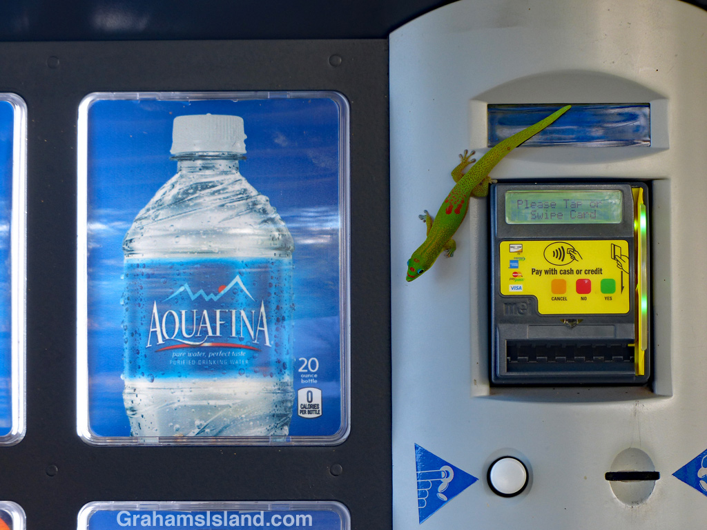 Gecko on a Pepsi machine