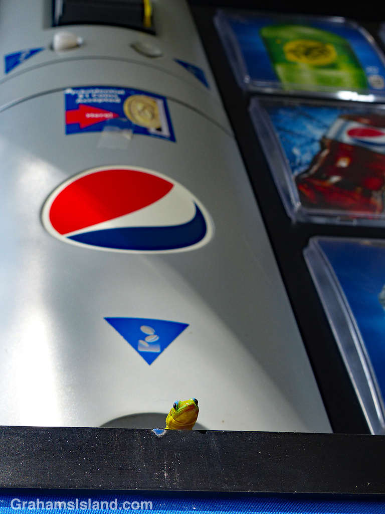 Gecko peers out from Pepsi machine coin slot
