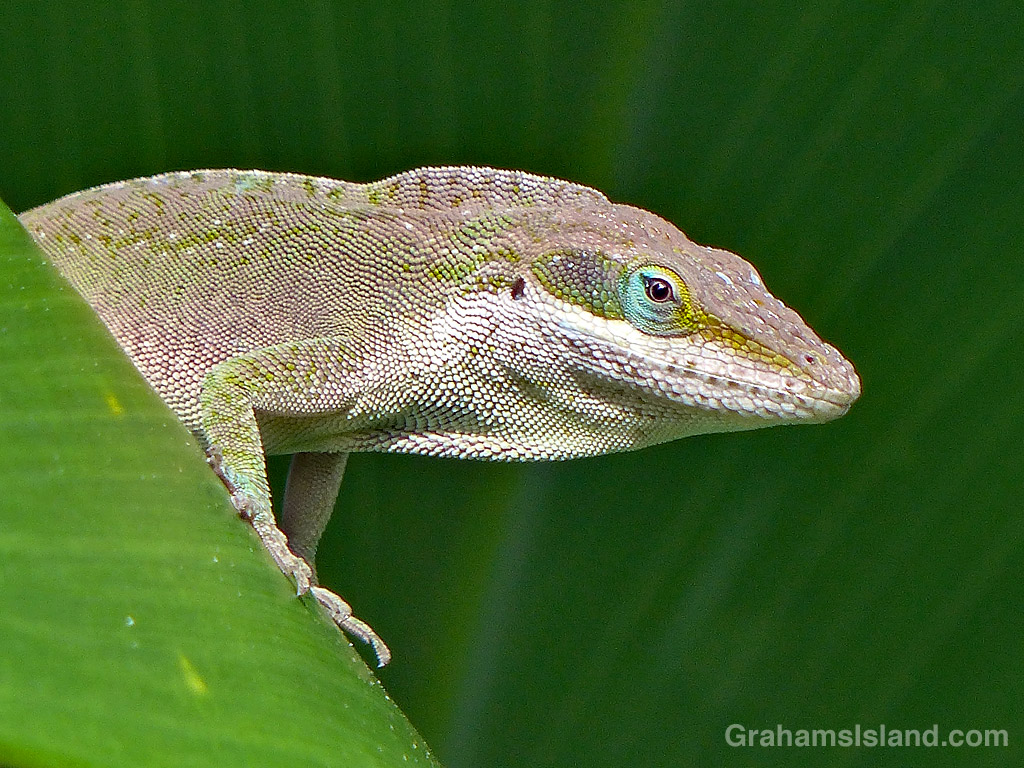 Green Anole Lookout