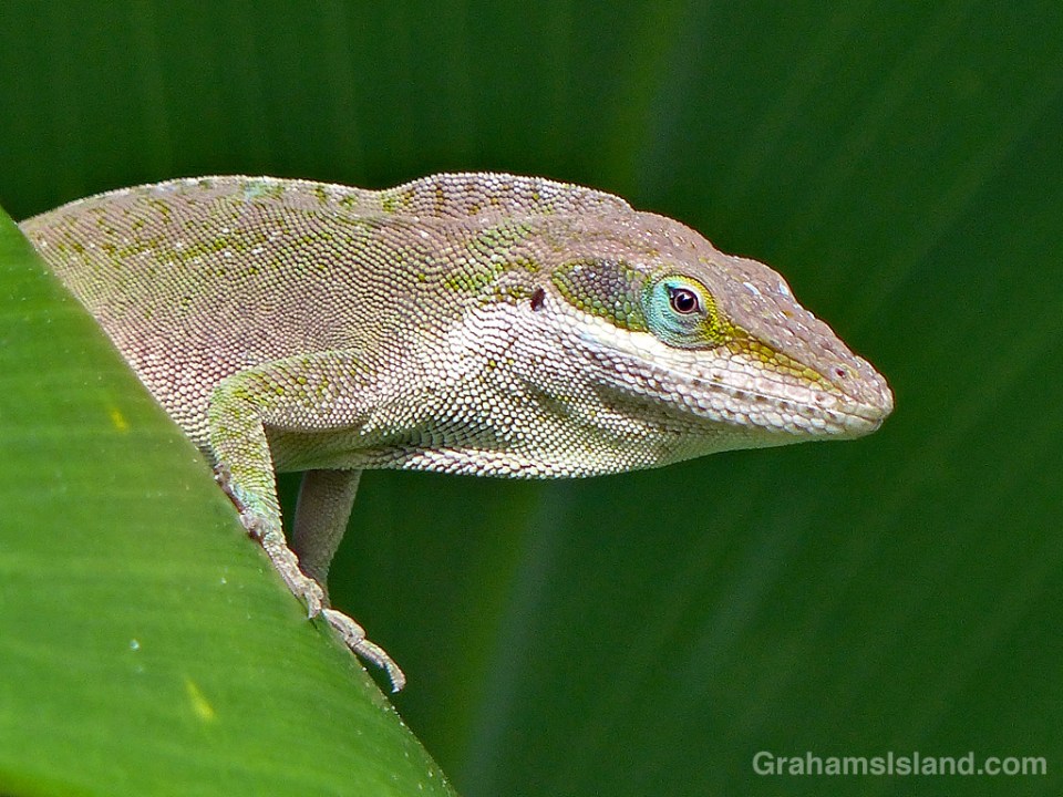 Green Anole Lookout