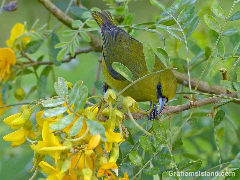 Hawaii Amakihi and mamane flowers