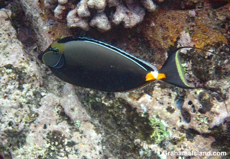Orangespine Unicornfish