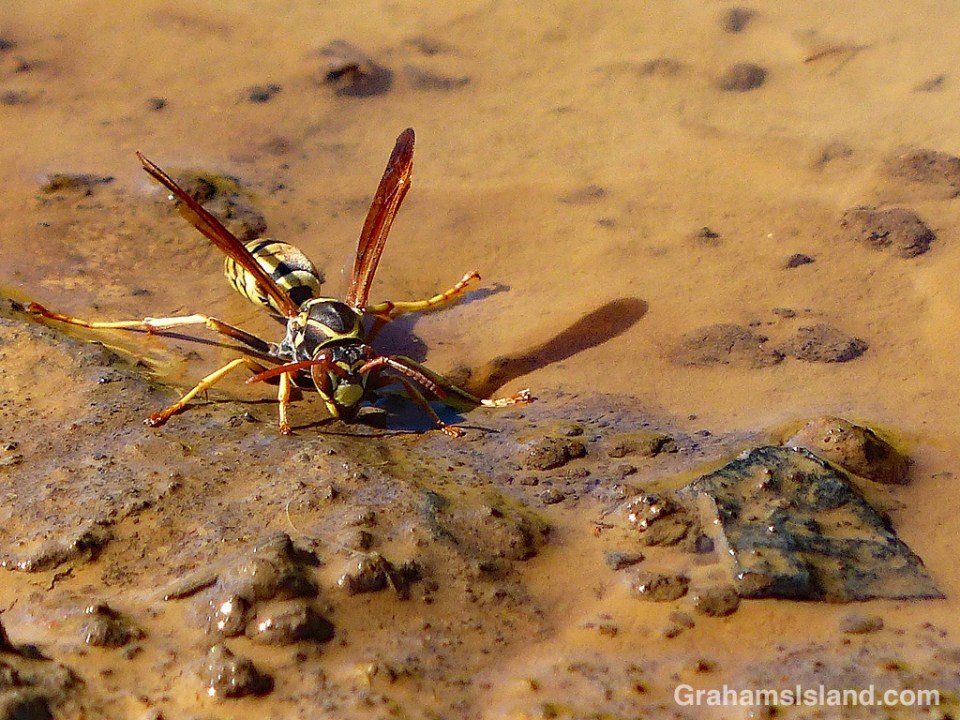 Paper Wasp drinking
