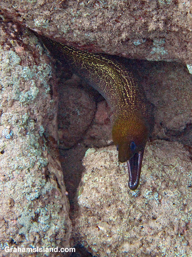 Undulated Moray Eel