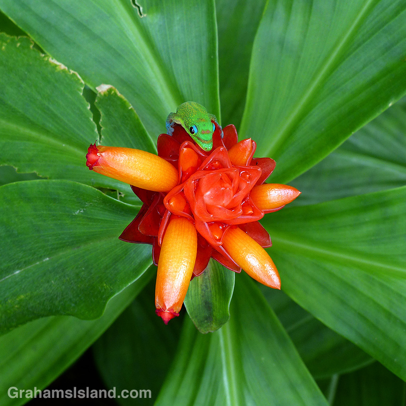 Gecko on Costus curvibracteatus flower