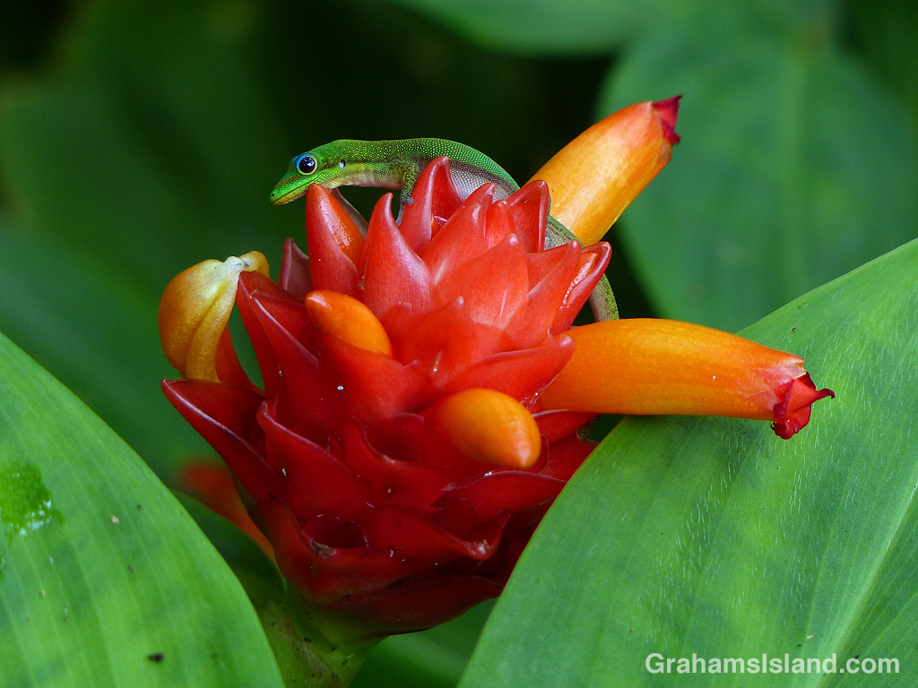 Gecko on Costus curvibracteatus
