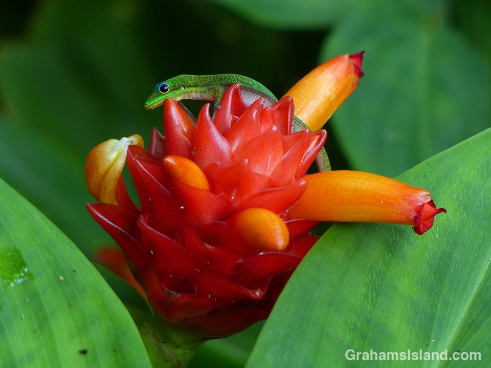 Gecko on Costus curvibracteatus