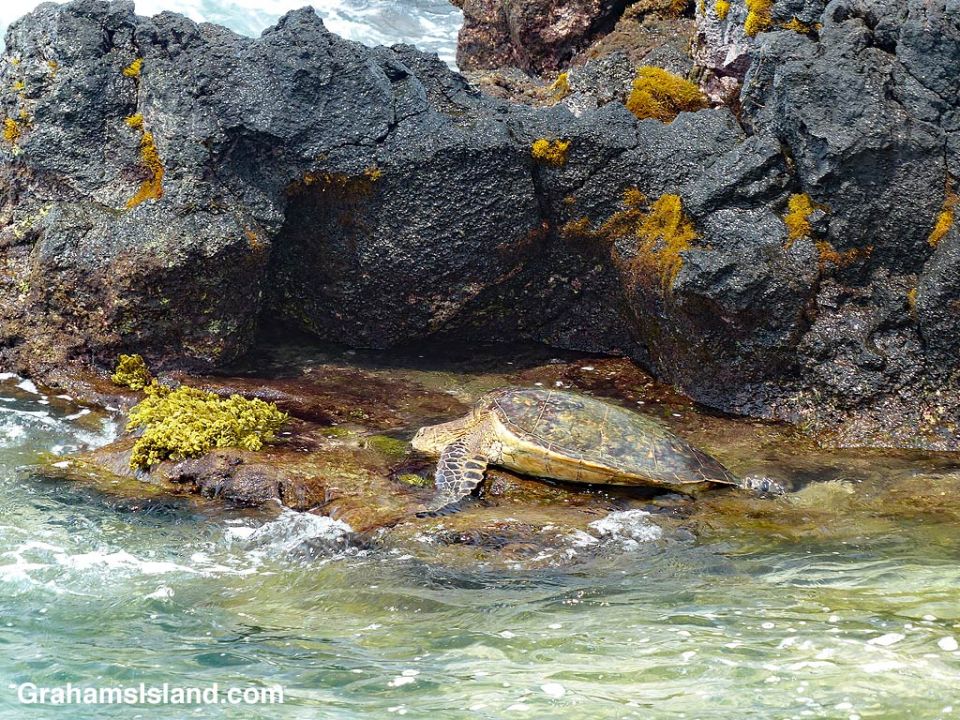 Green turtle and tidepool