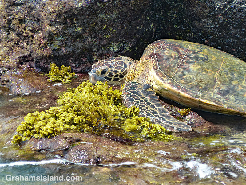 Green turtle feeding