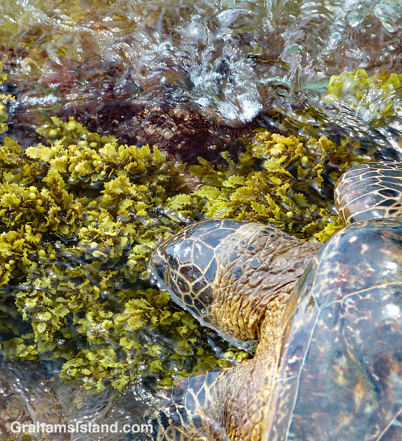 Green turtle feeds