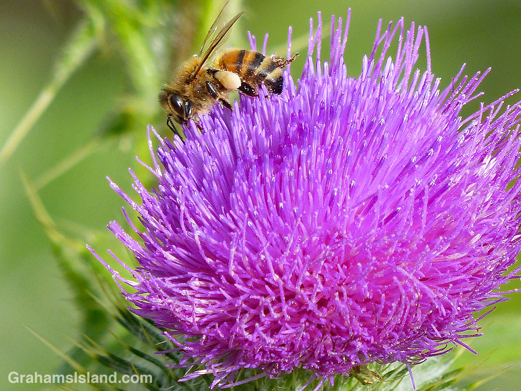 bee on a thistle