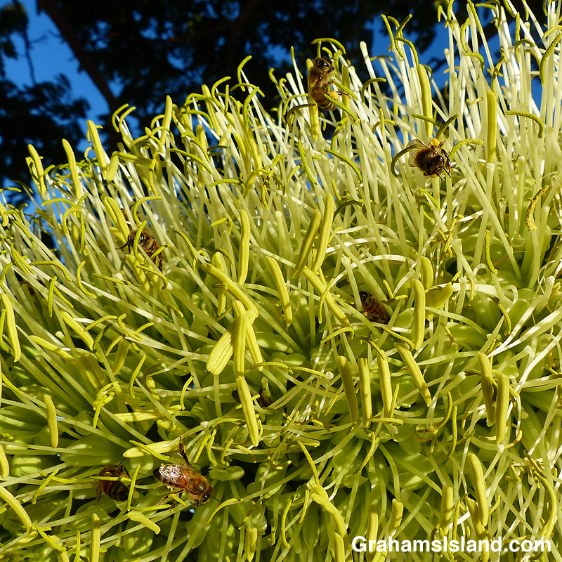 bees in agave attenuata
