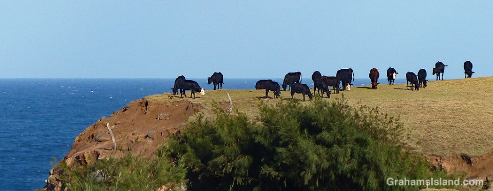 cattle on the edge