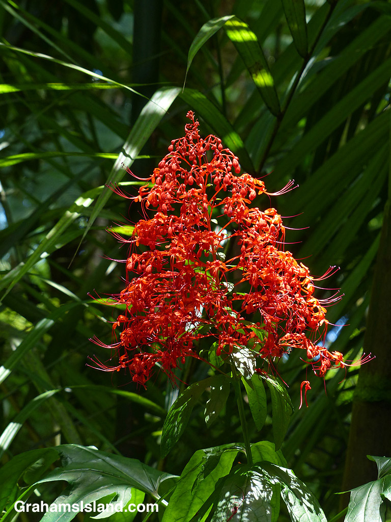 clerodendrum paniculatum 'borneo sunset'