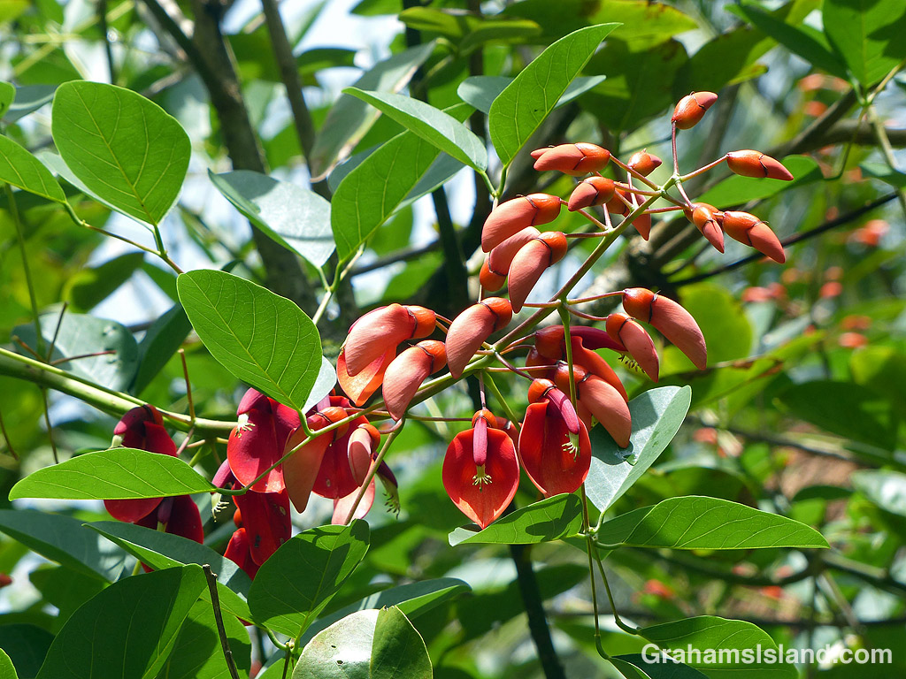 erythrina crista galli flowers