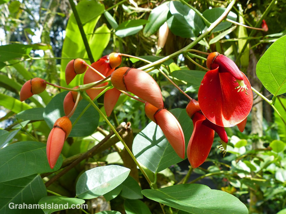 erythrina crista galli