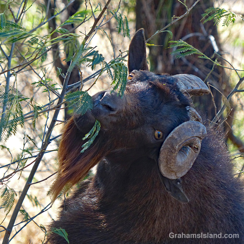 goat with strange horns