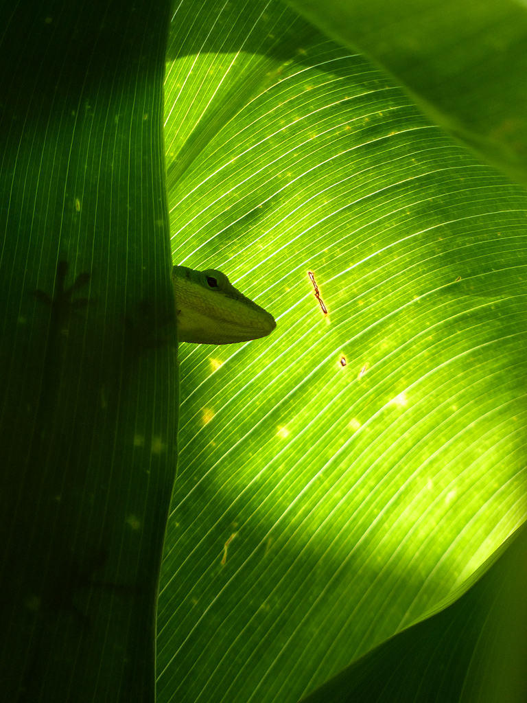 green anole in ti leaves 011719-070