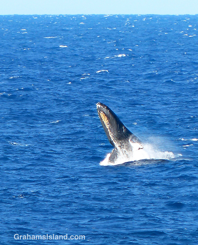 humpback breaching