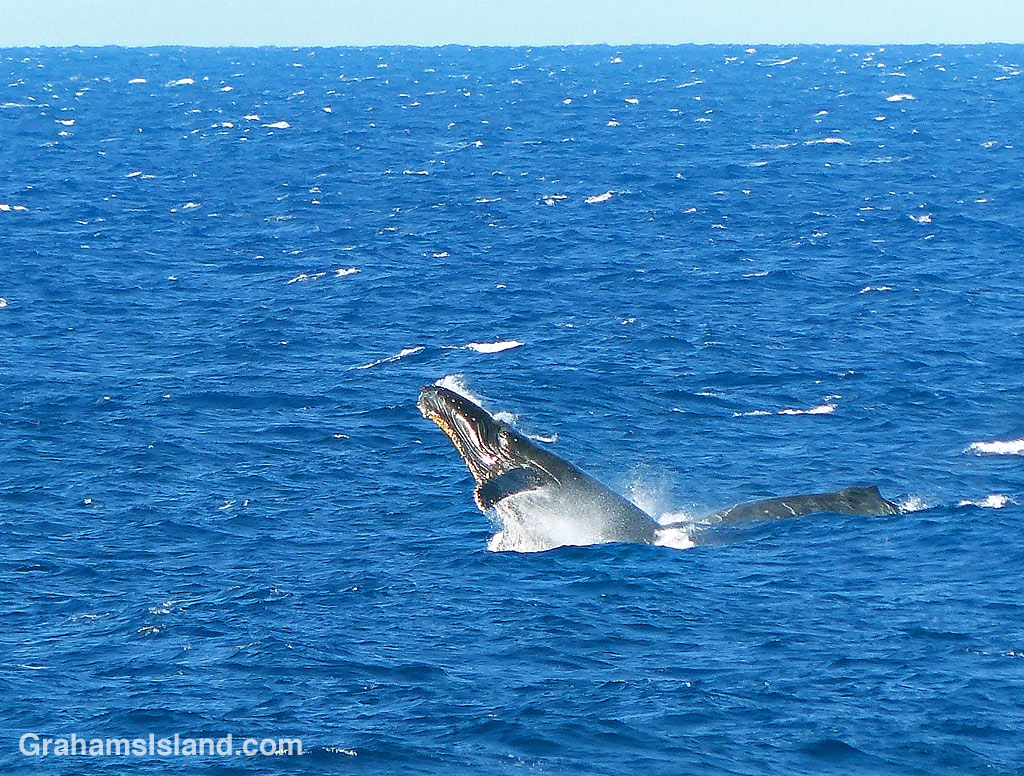 humpback mother and calf