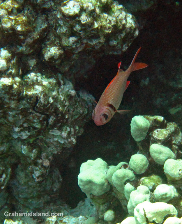 pearly soldierfish individual