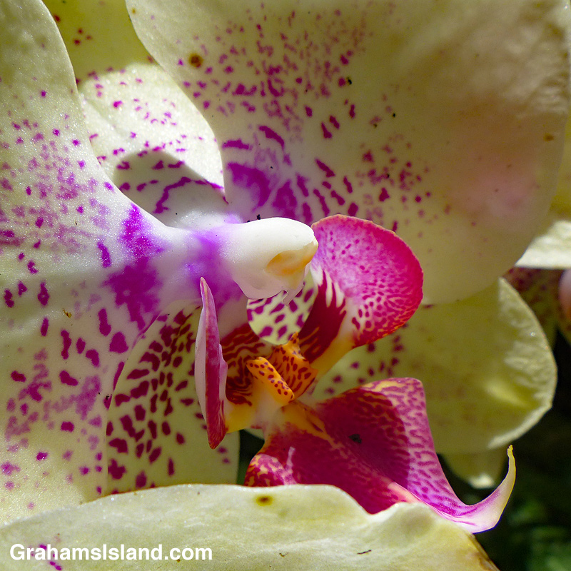 phalaenopsis (chianxen queen x diamond beauty) detail