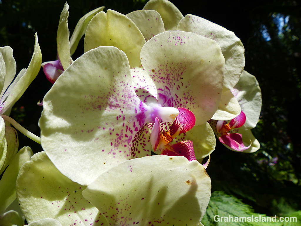 phalaenopsis (chianxen queen x diamond beauty)