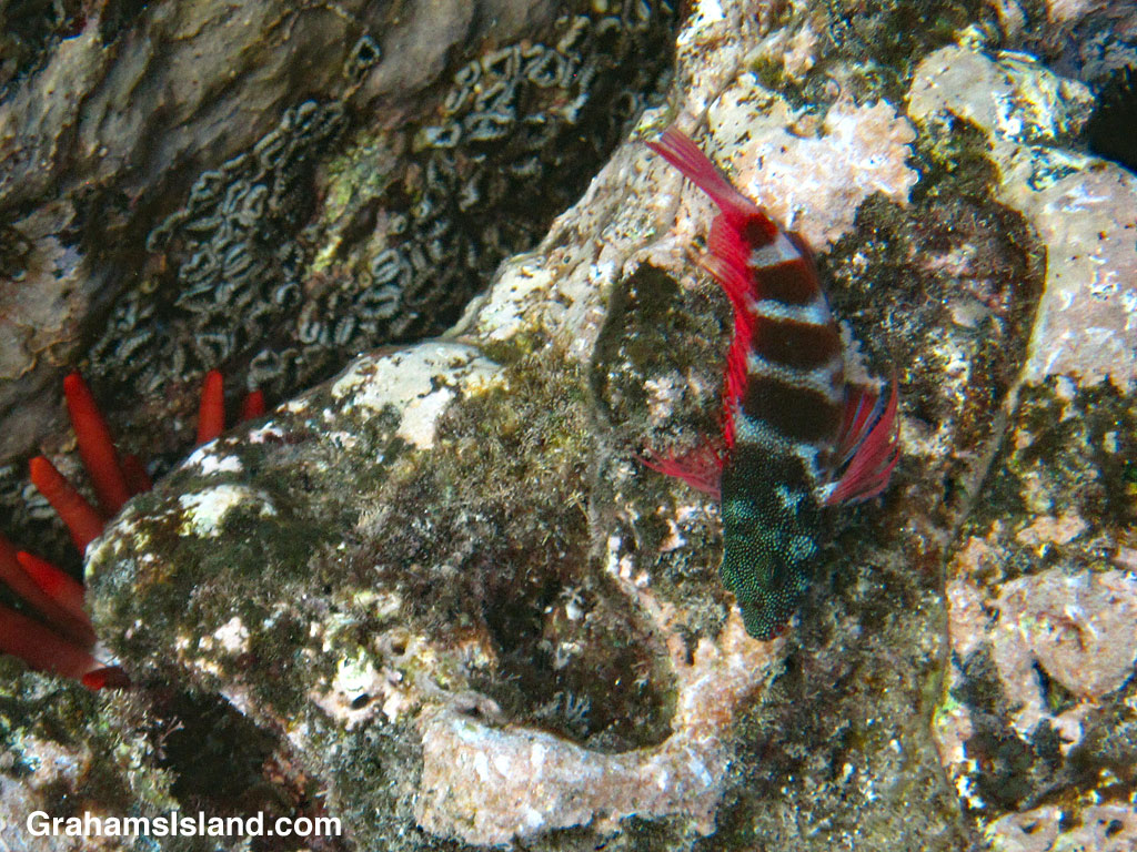 redbarred hawkfish