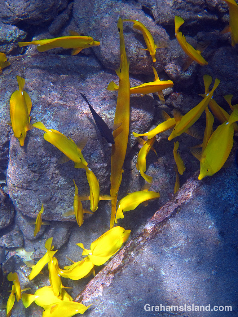 trumpetfish and yellow tang