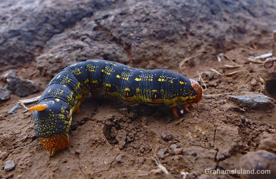 white-lined sphinx moth caterpillar
