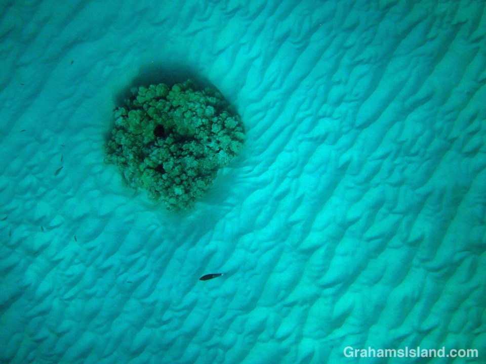 Abstracts-Coral patch on sand