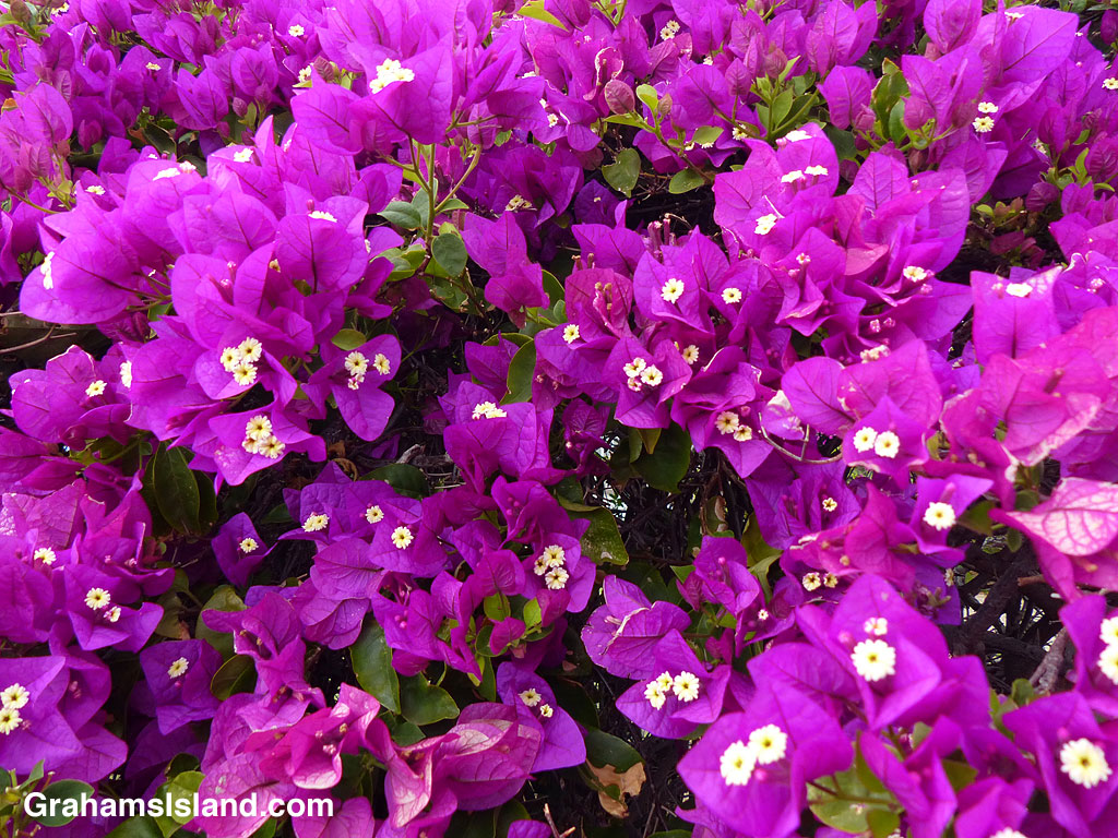 Bougainvillea blooms