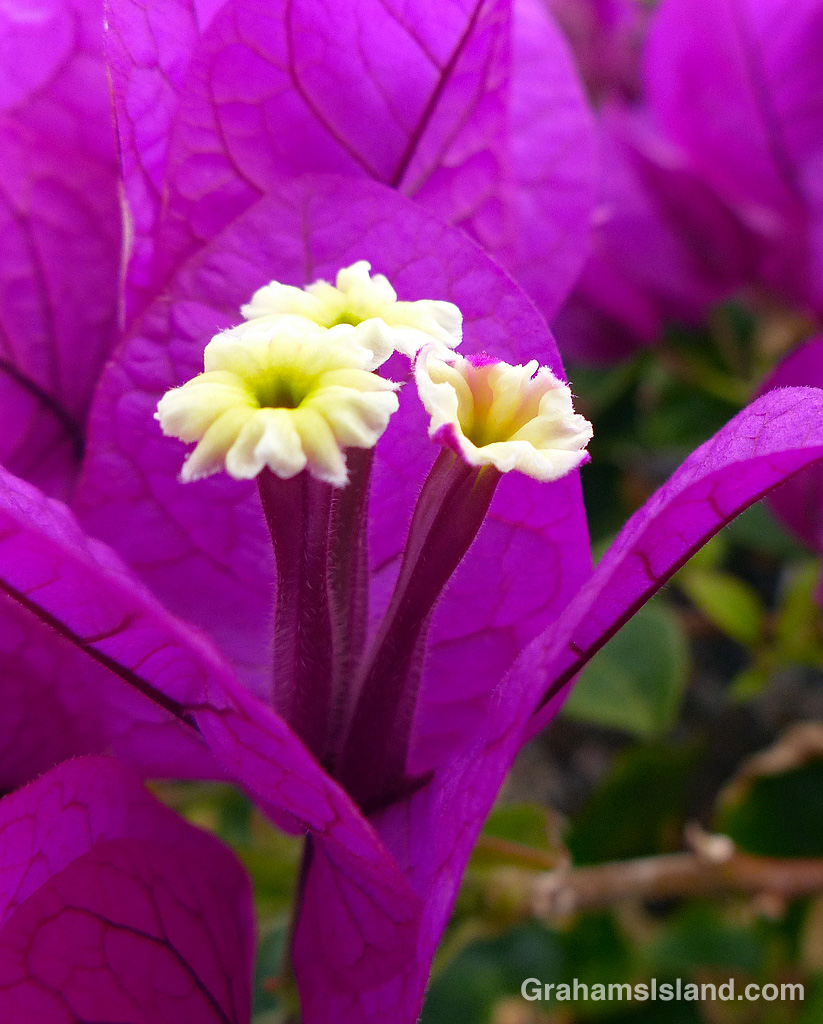 Bougainvillea closeup