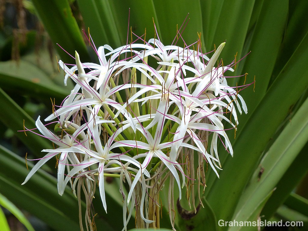 Crinum asiaticum flowers