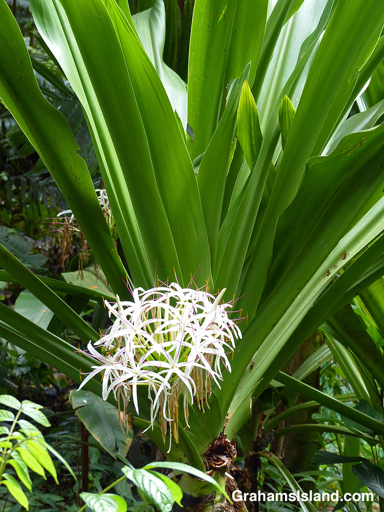 Crinum asiaticum plant