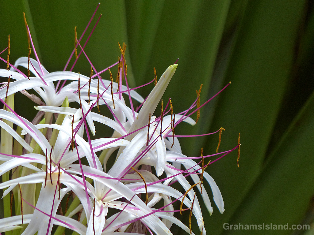 Crinum asiaticum