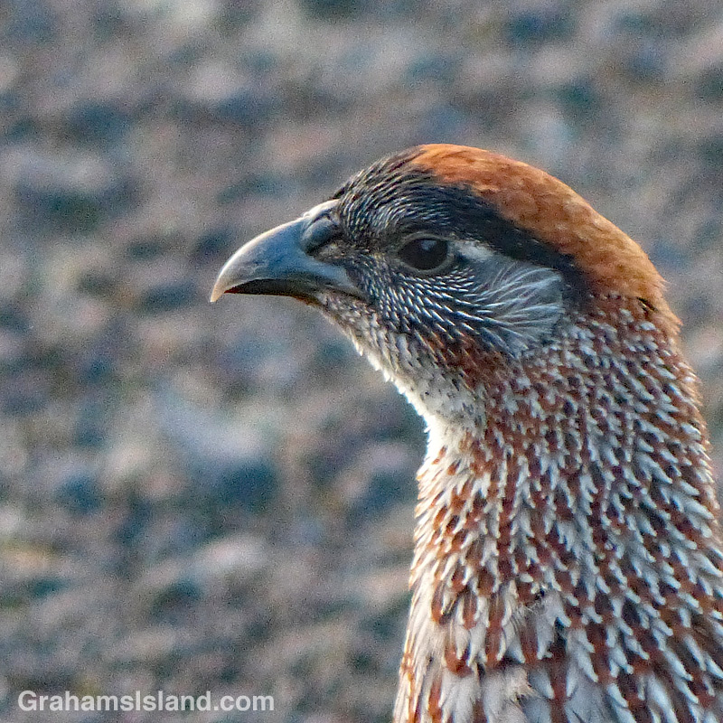 Erckel's Francolin close