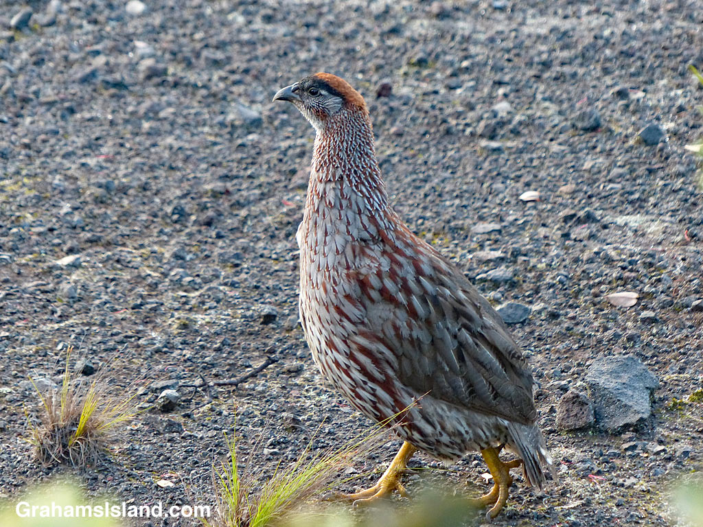 Erckel's Francolin