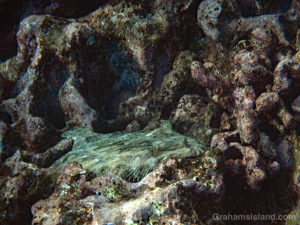 Flowery Flounder on a rock