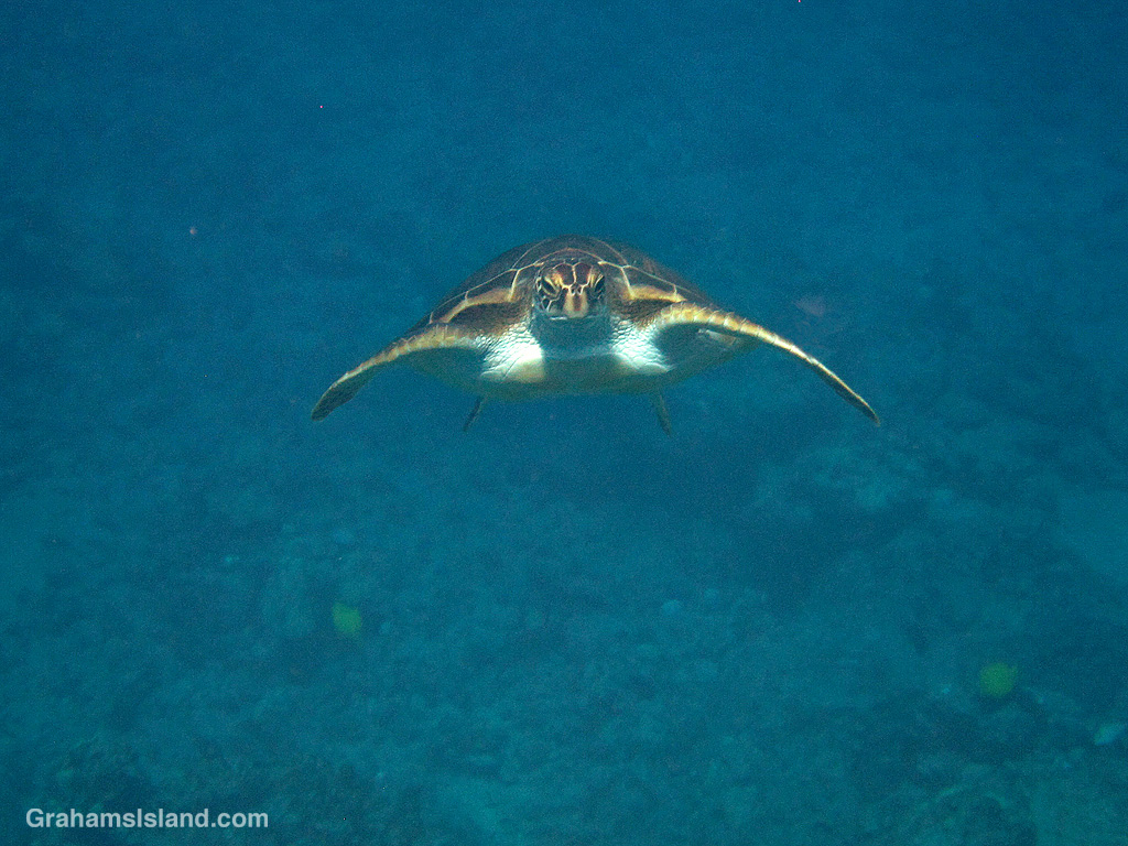 Green turtle says hello