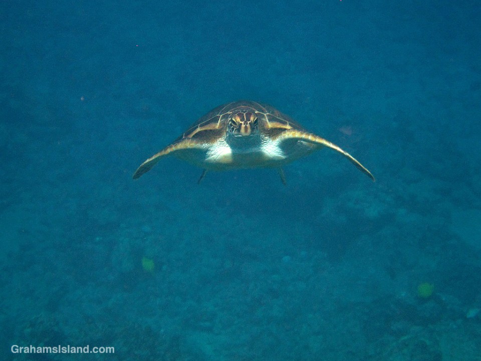 Green turtle says hello