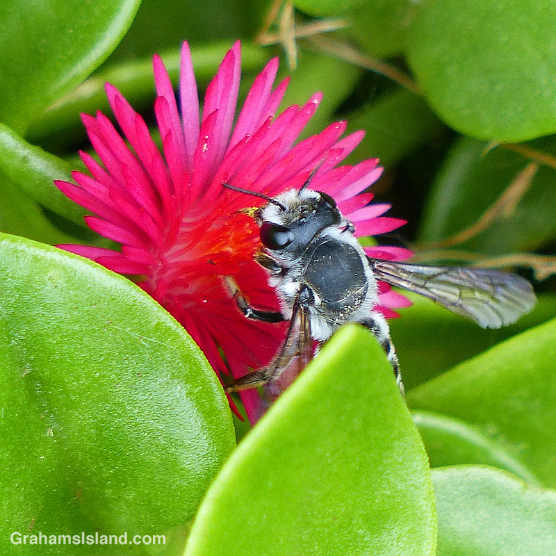 Leafcutter Bee close up