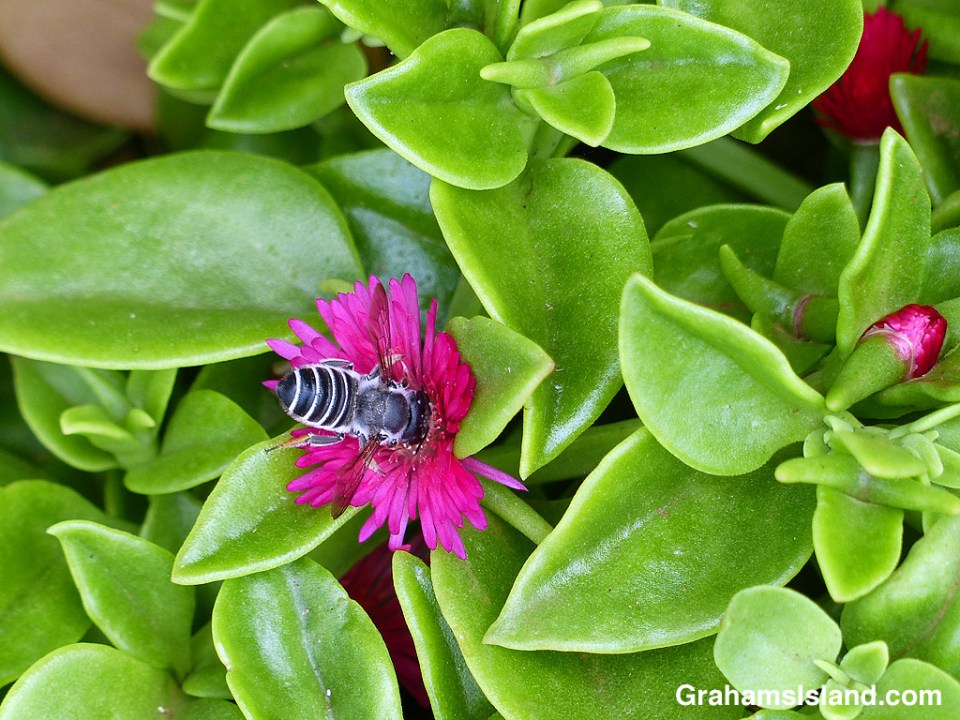 Leafcutter Bee on Aptenia cordifolia