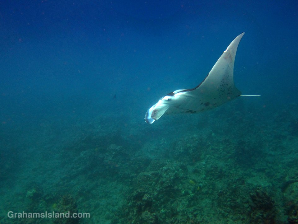 Manta Ray
