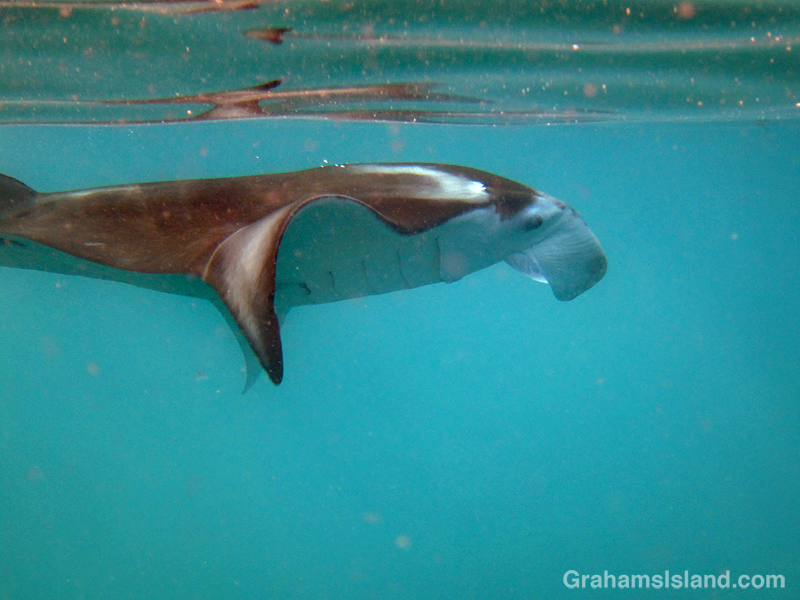 Manta Ray close